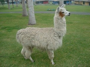 peru00