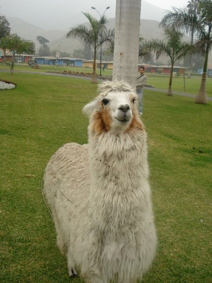 peru06